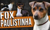 Cães de raça do Brasil - Fox paulistinha