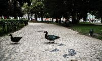 Calçada portuguesa candidata a Património Cultural Imaterial Nacional